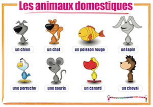 French Animals - Les animaux